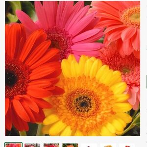 Meet your Posher, Eliza